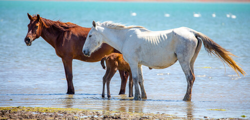Horses on the lake. Beautiful horses with a foal in the wild, mane fluttering in the wind. Wild...
