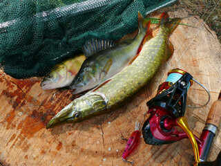 Pike, two perches, spinning and bait for catching a predator on a tree stump.