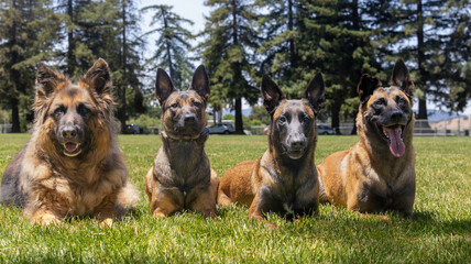 A pack of dogs posing for a picture - obrazy, fototapety, plakaty