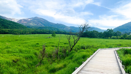 Fototapeta na wymiar 阿蘇くじゅう国立公園のタデ原湿原