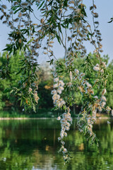 Branches of weeping willow against the background of the lake on a summer sunny day close -up