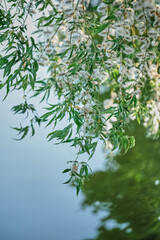 Branches of weeping willow against the background of the lake on a summer sunny day close -up