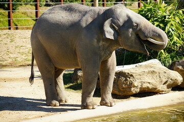Fototapeta premium elephant in Sydney Zoo, Australia