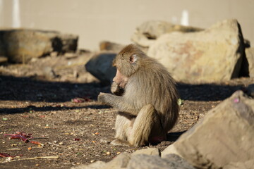 Monkey in Sydney Zoo, Australia