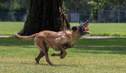 A Belgian Malinois Shepard at play in the park chasing a ball