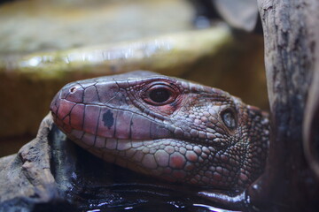 グロテスクな爬虫類トカゲ