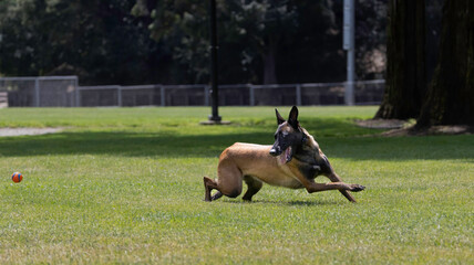 A Belgian Malinois Shepard at play in the park chasing a ball