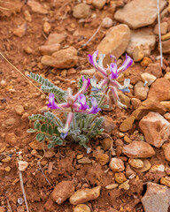 Woolly Milkvetch (Astragulus mollissimus) in Capitol Reef National Park during spring. Selective focus, background blur and foreground blur.
