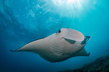 Manta Ray