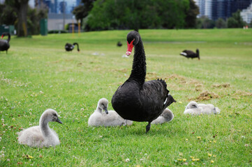 Swans of Albert Park, Melbourne
