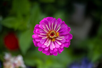 浮遊する花