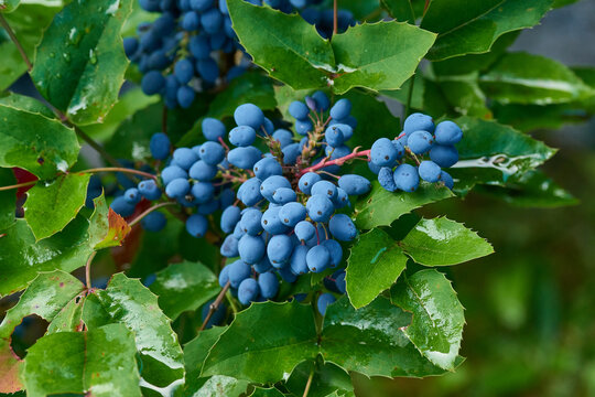 Gew&ouml;hnliche Mahonie oder Stechdornbl&auml;ttrige Mahonie (Mahonia aquifolium)	