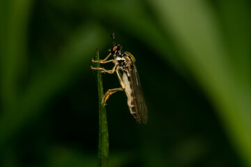 Robber fly