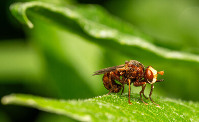 Sicus ferrugineus