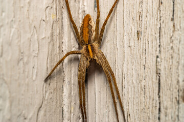 Spider