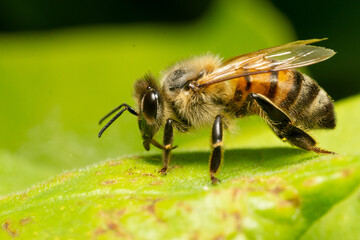 Insects