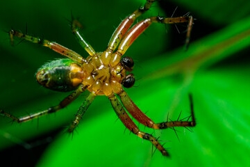 spider