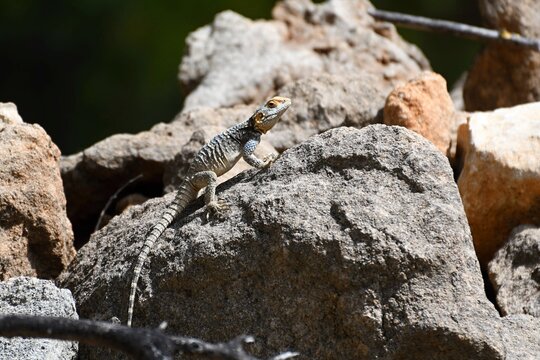 Agama lizard Laudakia stellio in the nature of the forest on the Greek island of Rhodes
