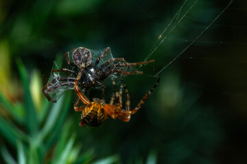 Araneus diadematus wrapping Nuctenea umbratica