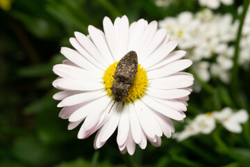 Fototapeta premium bug on the flower