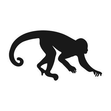 Tenacious-tailed monkey. Isolated icon on white background