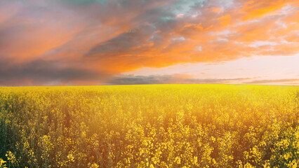Sun At Sunset Sunrise Over Horizon Of Spring Flowering Canola, Rapeseed, Oilseed Field Meadow Grass. Blossom Of Canola Yellow Flowers Under Dramatic Dawn Sky. Sunbeams Highlight Above Blossom Rapeseed