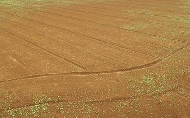 坂の上から見る初夏の若草生える耕作された畑