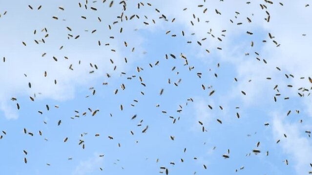 A swarm of bees is circling in the air. Methods of reproduction of bees by the method of swarming. Slow-motion video.