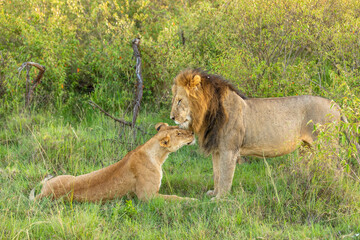 Male lion and lioness ( Panthera Leo Leo) cuddling, Mara Naboisho Conservancy, Kenya.