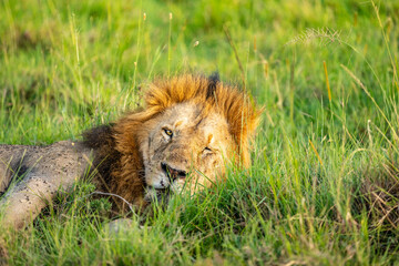 Male lion ( Panthera Leo Leo) enjoying the beautiful african sunset, Mara Naboisho Conservancy, Ke