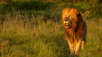 Male lion ( Panthera Leo Leo) enjoying the beautiful african sunrise, Mara Naboisho Conservancy, Kenya.