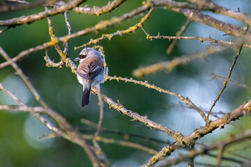 Graceful sparrow on tree, vigilant glance. Delicate frame, gray-brown-black feathers. Alert, ready to fly. Symbol of adaptability, serene beauty.