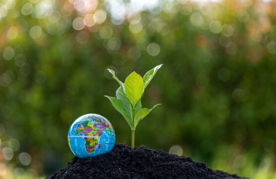 Young Plants Or Tree Growing From Soil. Plants Are Growth In Natural Ecosystem. The Young Green Trees Are Important For Our Environmental System. Agricultural Development Is Harmed To Environment.