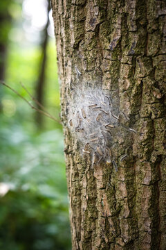 Nest von Eichenprozessionsspinnern an einer Eiche in D&uuml;sseldorf, Deutschland