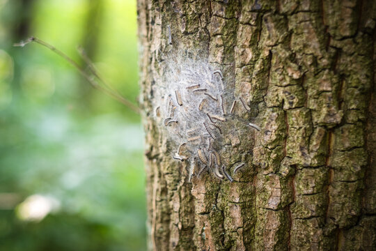 Nest von Eichenprozessionsspinnern an einer Eiche in D&uuml;sseldorf, Deutschland