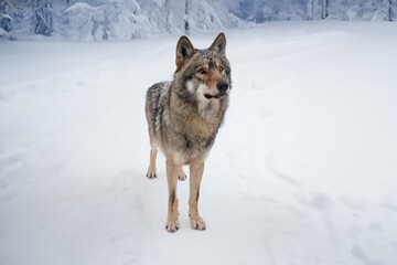 Gray wolf in a clearing of a snowy forest