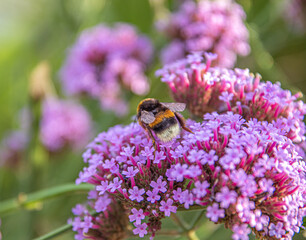 Hummel auf einer Blume 