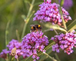 Hummel auf einer Blume 