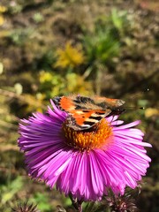 butterfly on flower