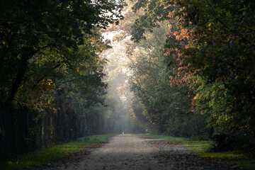 Beautfiul tree alley of Monza Park during a foggy autumnal sunrise