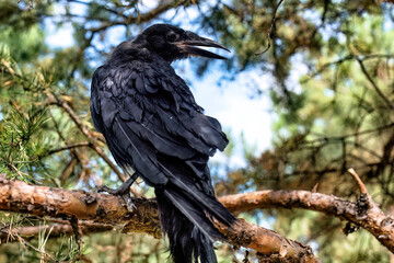 A black rook chick sits on a tree branch...