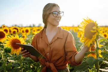 Female farmer analyzing sunflower on sunny day.  Agriculture and harvesting concept.