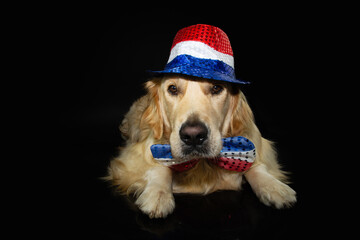 Independence day 4th of july dog. Labrador retriever wearing usa flag hat costume or disguise. Isolated on black background
