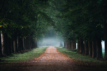 A foggy tree alley during an autumnal morning in the Monza Park, Northern Italy