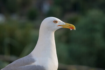 Close up image of seagull in the nature
