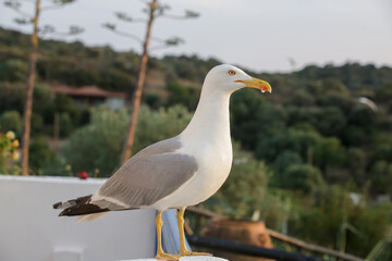 Close up image of seagull in the nature