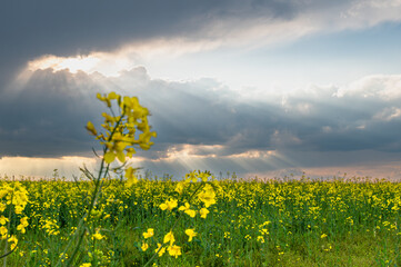 wonderful landscape from the rapeseed field with dramatic sky, the sunlight breaks trough the sky