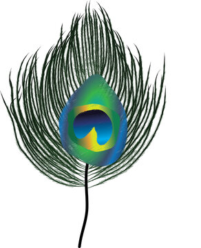 Peacock feather