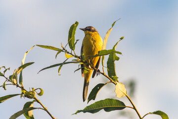 The Yellow Wagtail (Motacilla Flava)