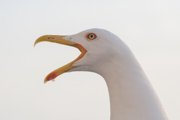 Close up image of seagull in the nature